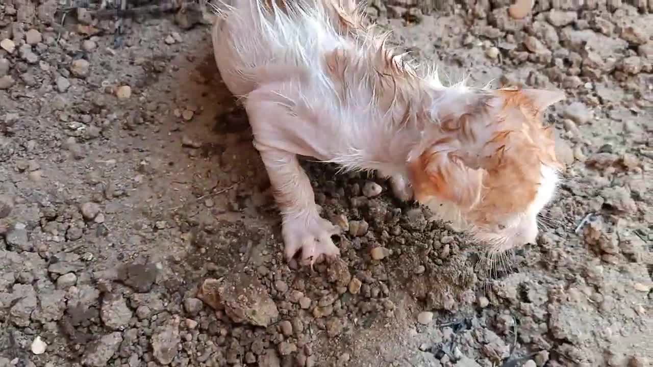 Saving a kitten from drowning moments before its death in a sad scene