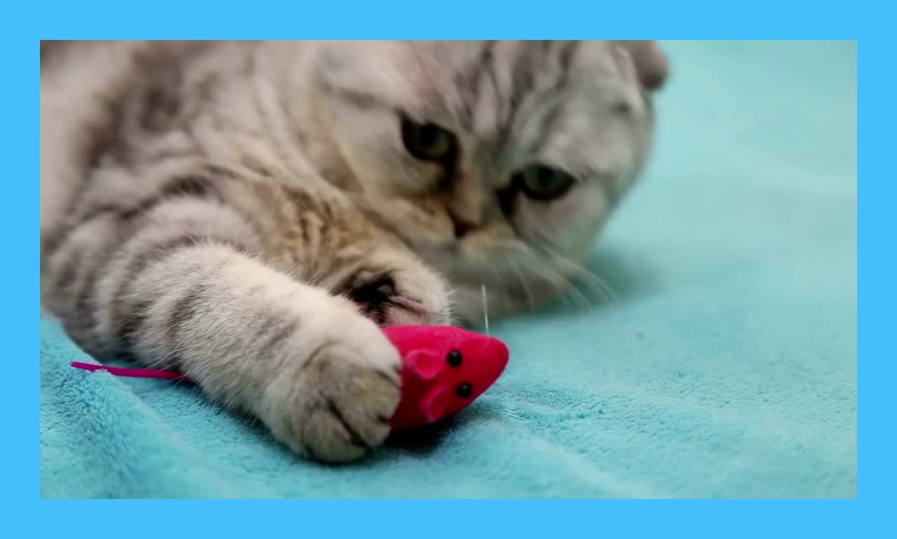 A hungry cat began to eat the toy rat