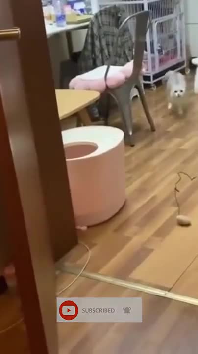 Funny Videos of Cute Cats and Dogs.