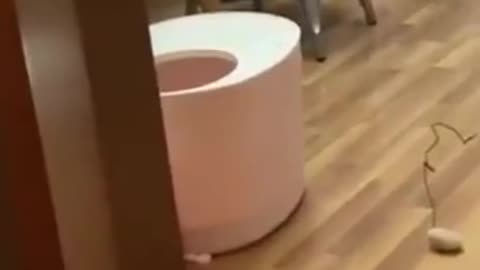 Funny Videos of Cute Cats and Dogs.