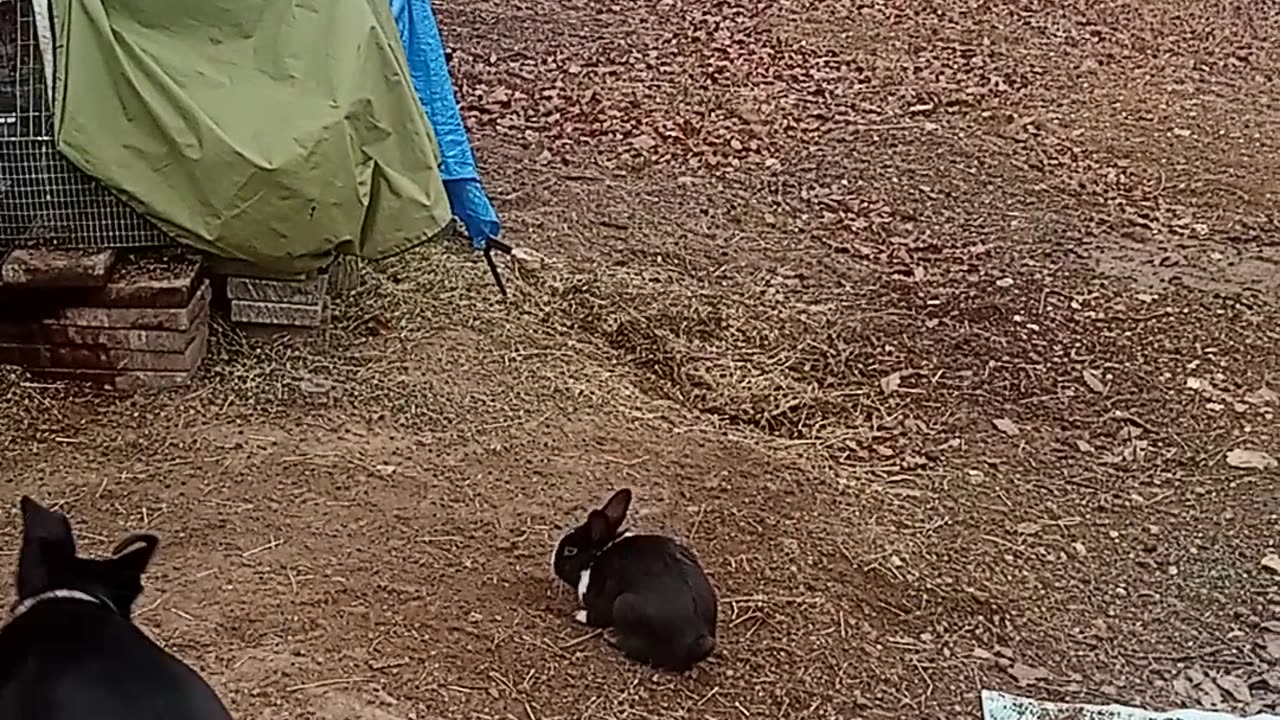 Puppy does not get the rabbit lol