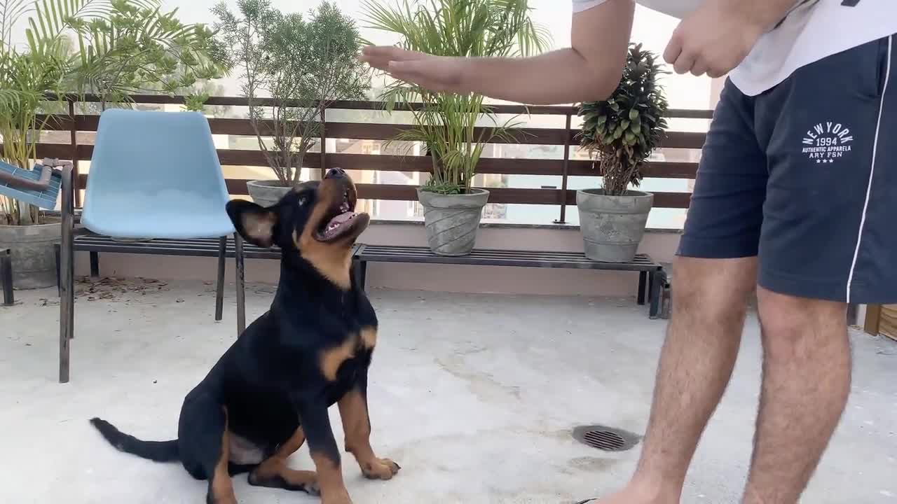 TRAINING OF SPEAK COMMAND | HOW TO TRAIN YOUR DOG TO SPEAK( BARKING) COMMAND ROTTWEILER DOG TRAINING