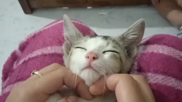 My cat enjoys her face spa