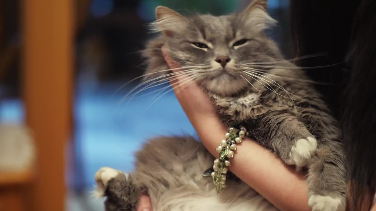 Petting a beautiful cat