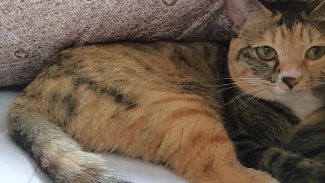 A delightful cat under the covers.