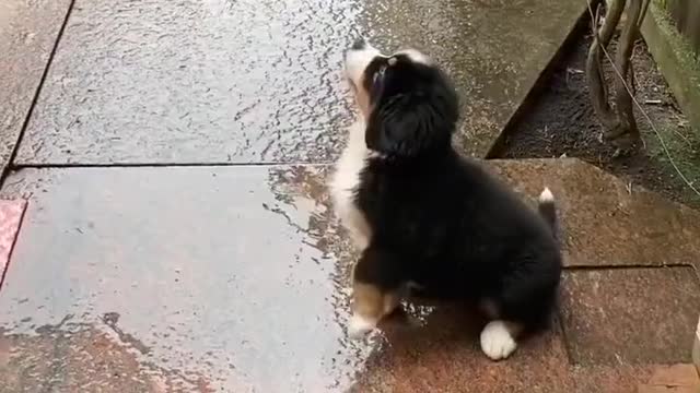Puppy sees rain for the first time and tries to catch rain drops..🐶🐾🌦️🥰