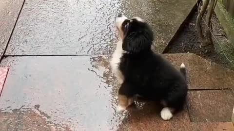 Puppy sees rain for the first time and tries to catch rain drops..🐶🐾🌦️🥰