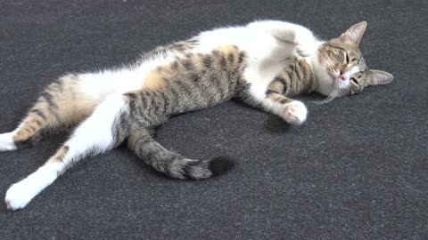 Funny Kitten Rudolph Sleeps on His Back