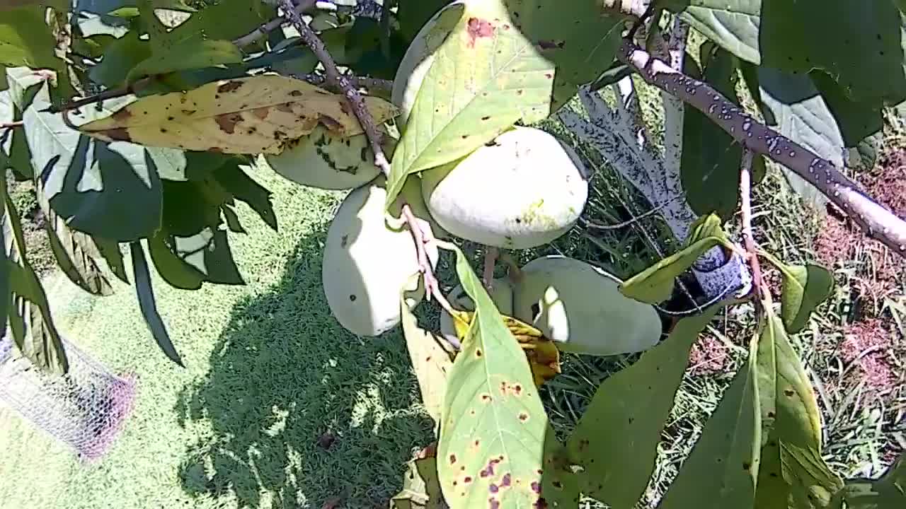 Pawpaw Paw Paw trees orchard fruit harvest time is near