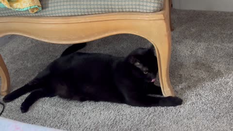 Adopting a Cat from a Shelter Vlog - Cute Precious Piper Plays Under Her Throne
