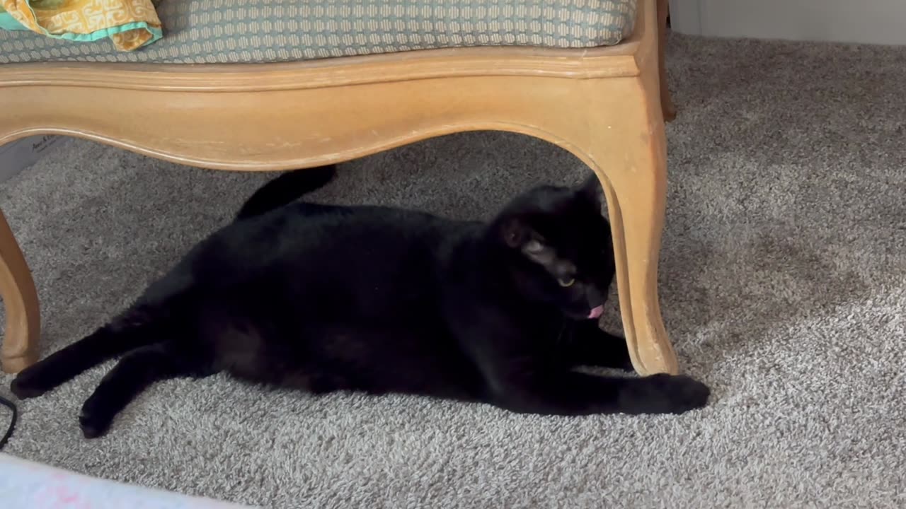 Adopting a Cat from a Shelter Vlog - Cute Precious Piper Plays Under Her Throne