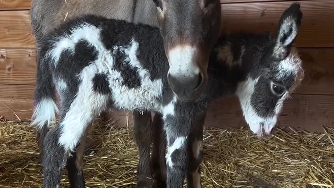 Have you ever seen a baby 🥰 donkey?