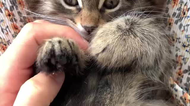 A Person Massaging the paws of a kitten