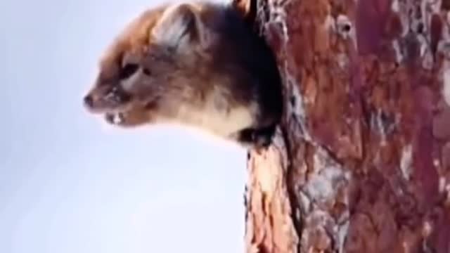 The stoat burrowed a hole in the tree