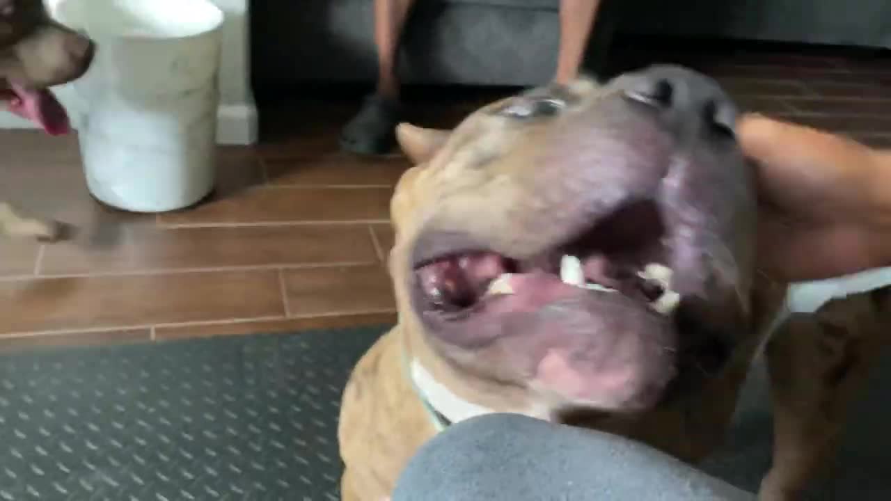 XL BULLY ATTACKS OWNER