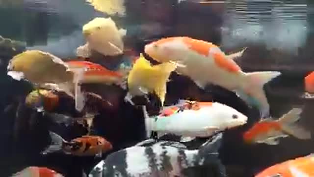 Koi fish pond