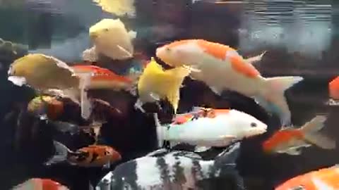 Koi fish pond