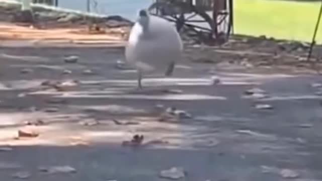 Funny dog and cat videos.