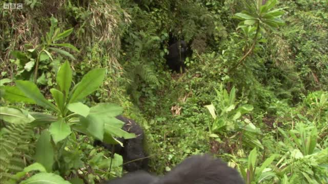 Silverback Showing off to the Female | Mountain Gorilla | BBC Earth