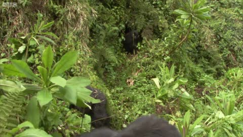 Silverback Showing off to the Female | Mountain Gorilla | BBC Earth