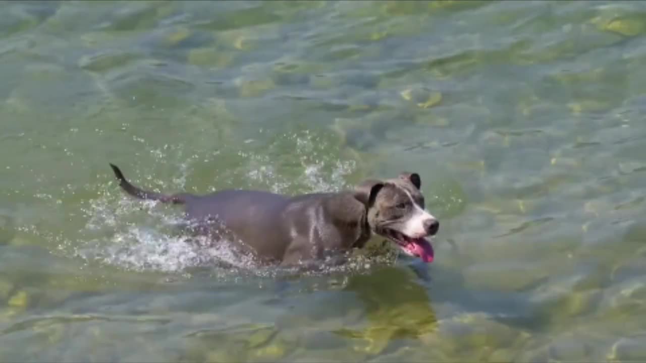 The dog is swimming in the river||Funny Dog videos||funny Animal videos