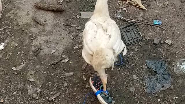 Chicken in shoe