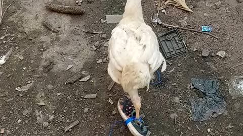 Chicken in shoe