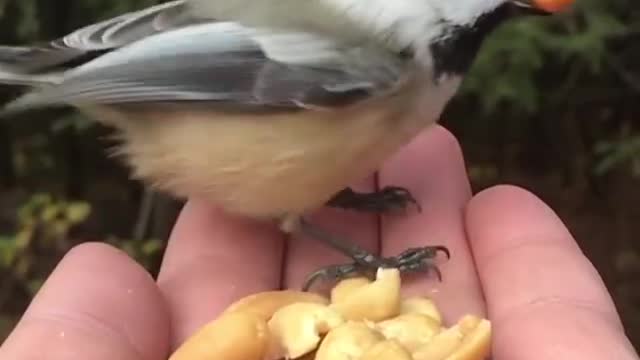 Black-capped chick hande in slow motion