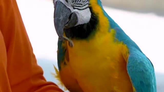 Of pet parrot