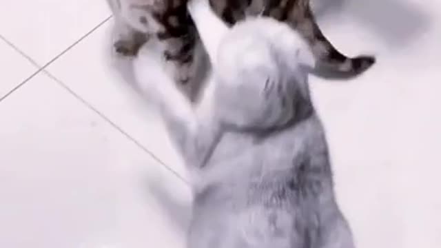 CAT FIGHTING DOG