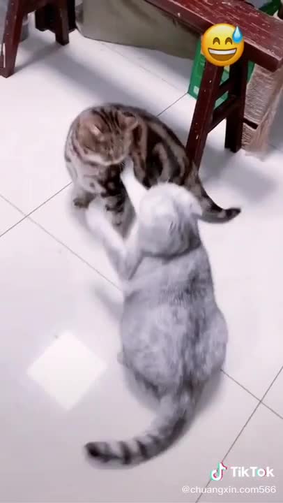 CAT FIGHTING DOG