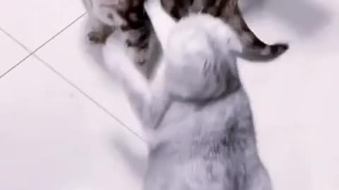 CAT FIGHTING DOG