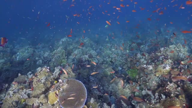 The ecosystem of coral reefs, which support countless schools of fish