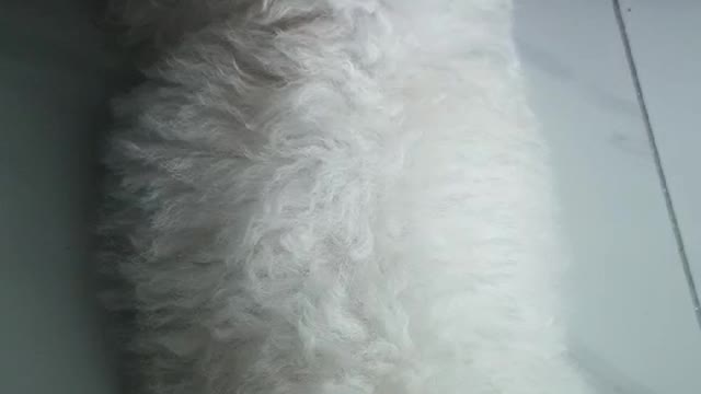 Bichon Frize - Dew. If I can't see my face..