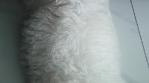 Bichon Frize - Dew. If I can't see my face..