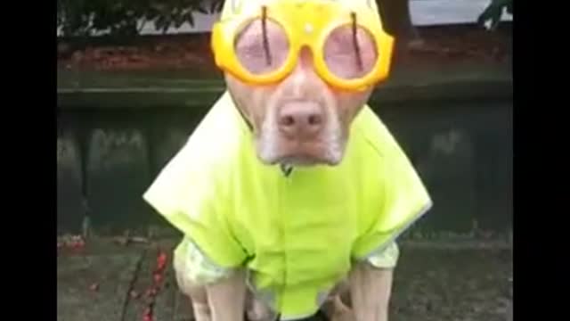 Funny Hilarious Dogs Video