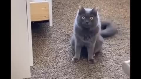 Funniest cats