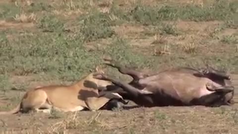 Lion Attached Buffalo Two Lion buffalo video