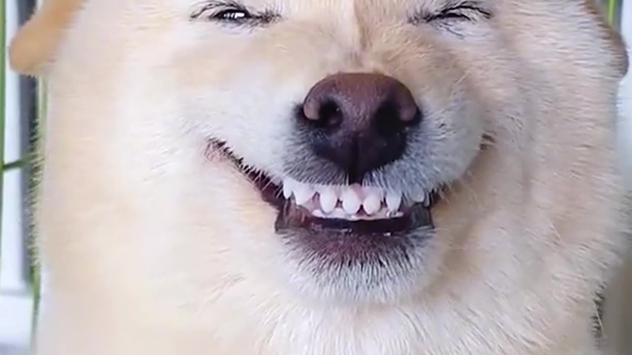 Funny dog