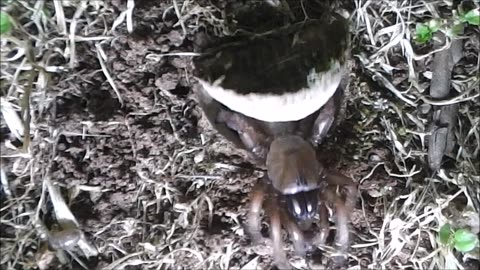 Trapdoor Spider Lunges At A Wolf Spider