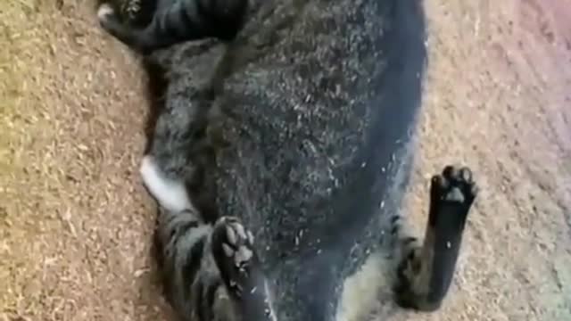 Cat Love | Meet animal's