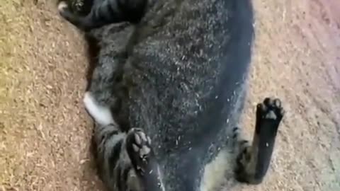 Cat Love | Meet animal's