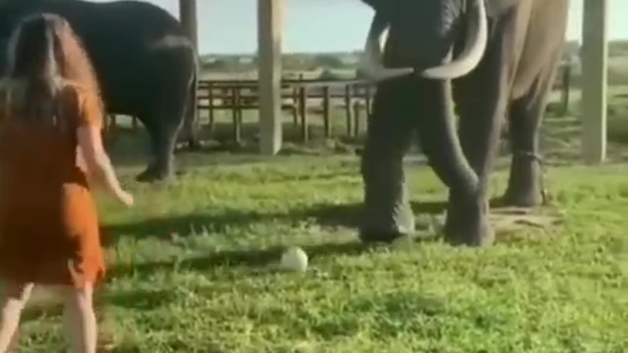 Best Animal video