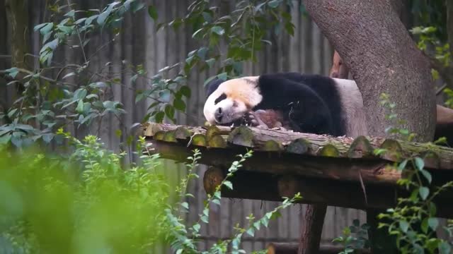 Close view panda dinning