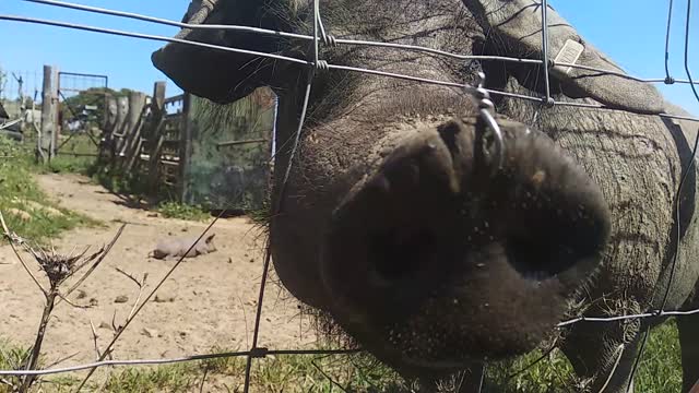 El cerdo que dar besos 😍...Give me a kiss🐽😘