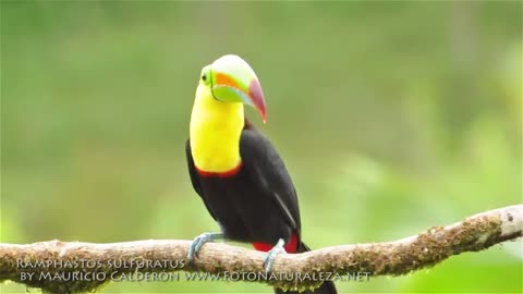 Ramphastos sulfuratus 🥰🤩😍