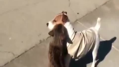 Angry cats vs Dogs funny compilation video