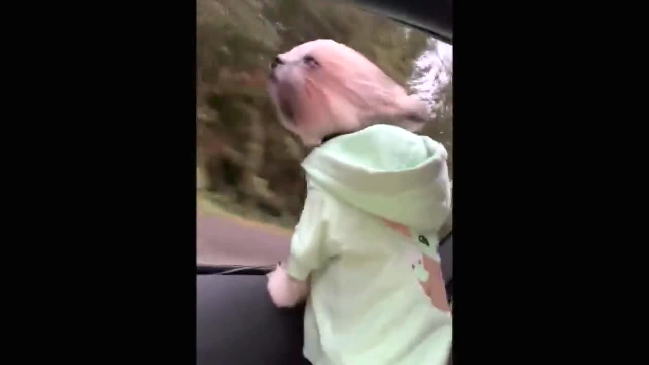 Dog with pink fur sticks its head out of a moving car window