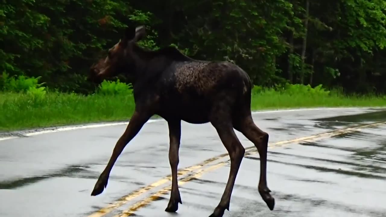 Moose on the Loose