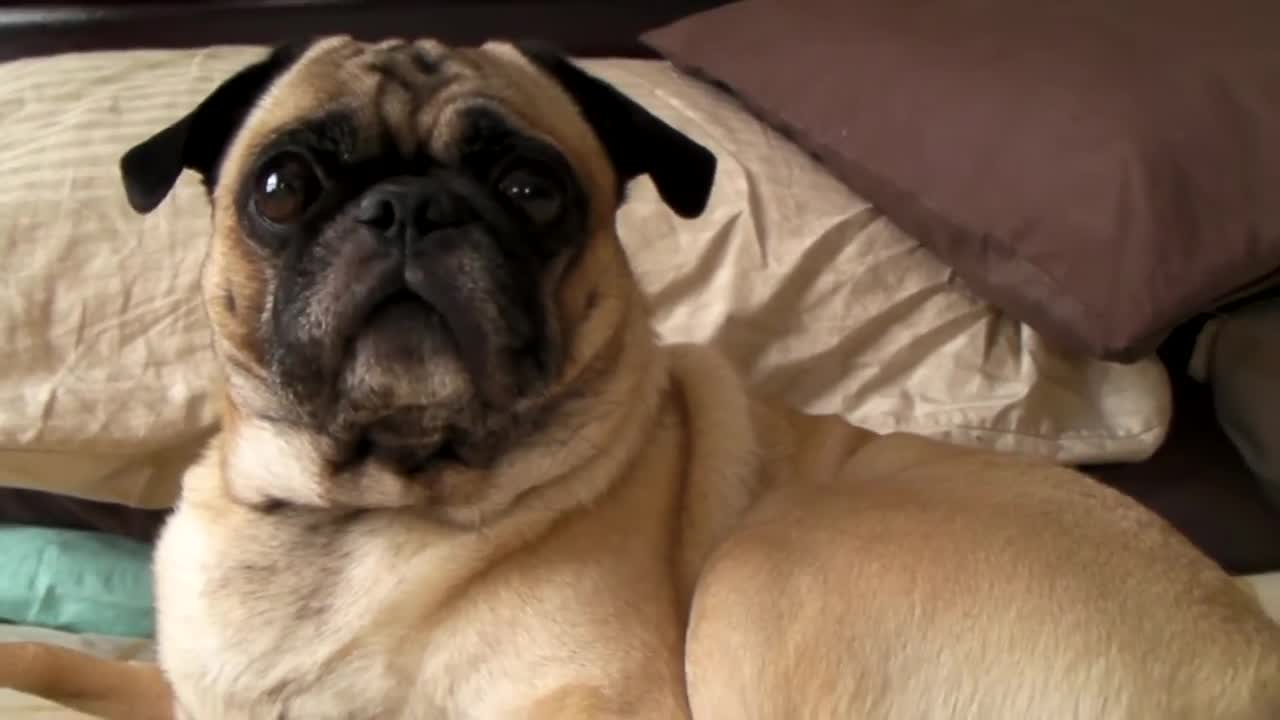 Pug Face in HD